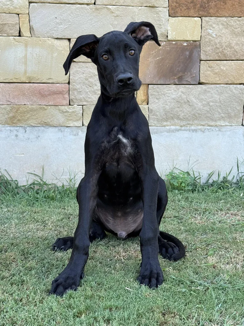 An adult extra large-sized male Great Dane dog named Parker for adoption in Helotes, TX