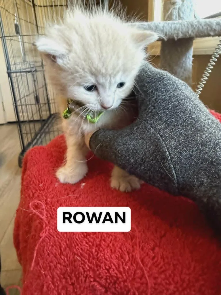 Rowan thumbnail 4