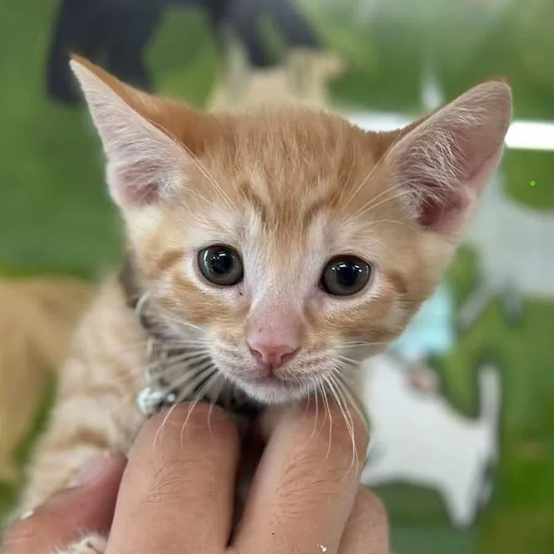 A baby small-sized male Domestic Short Hair cat named Ebi for adoption in Tampa, FL