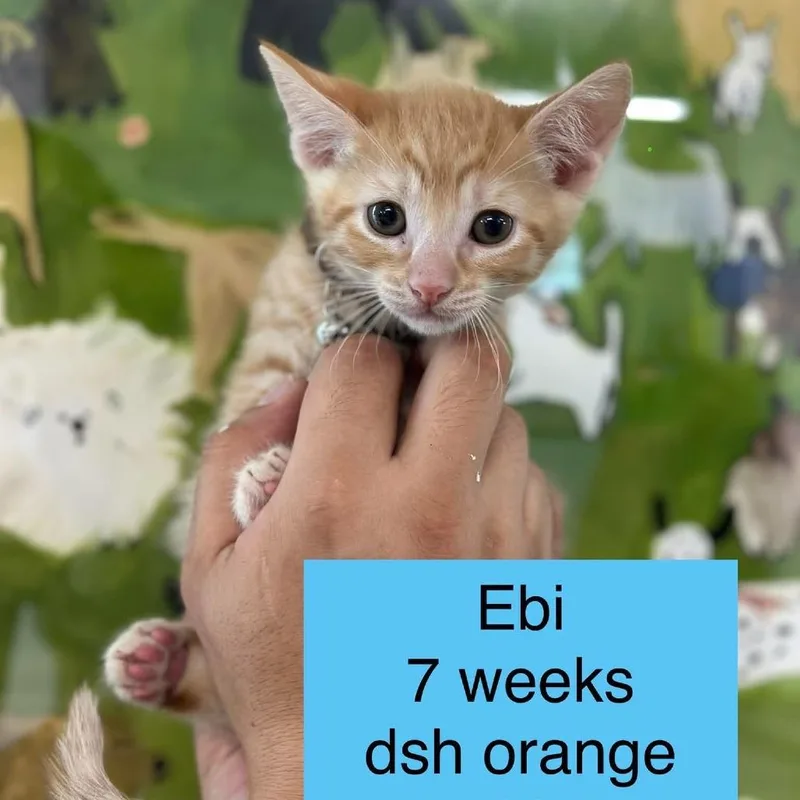 Ebi thumbnail 2