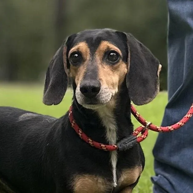 An adult medium-sized male Beagle dog named Homer And Marge for adoption in Locust Fork, AL