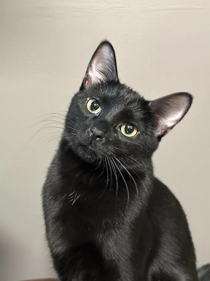 A young medium-sized male Black Domestic Short Hair cat named Bogart for adoption in Crystal Lake, IL
