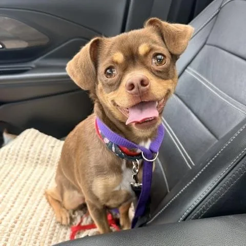 A young small-sized female Brown / Chocolate Chihuahua dog named Sandy for adoption in Marina Del Rey, CA