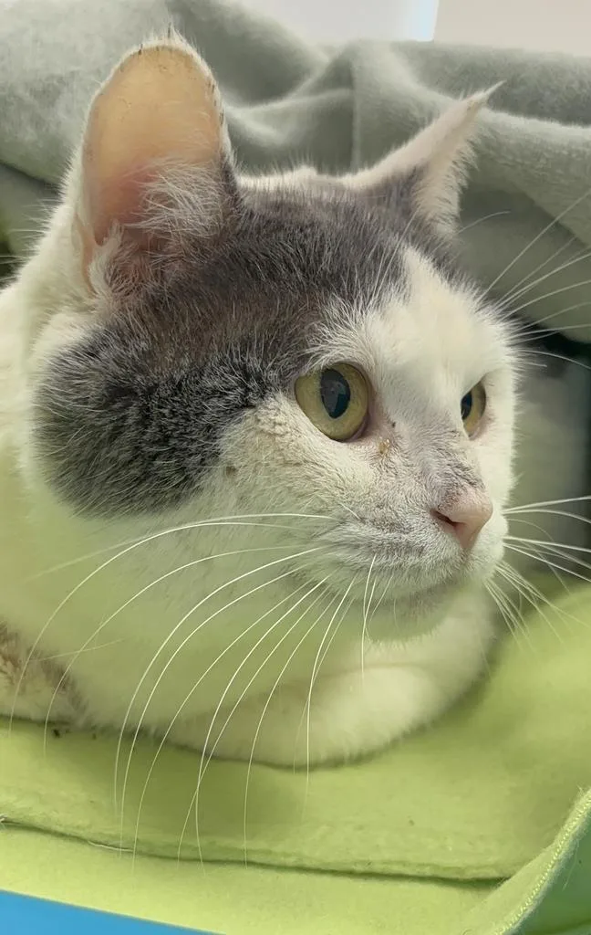 An adult medium-sized male Domestic Short Hair cat named Sea for adoption in Saint Paul, MN