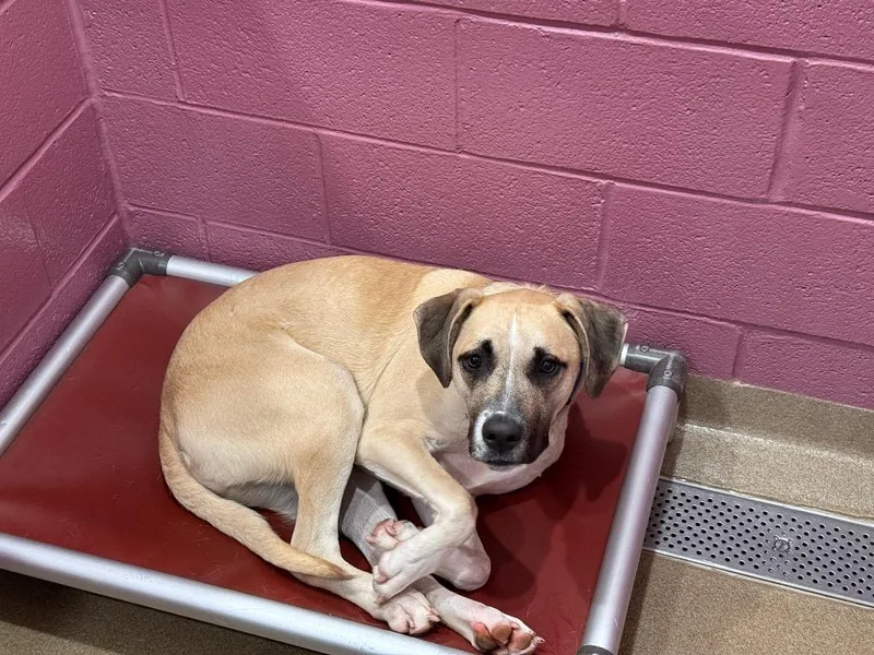 A young large-sized male Boxer dog named Rex for adoption in North Syracuse, NY
