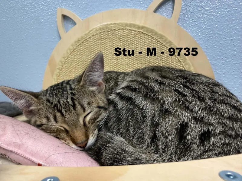 Stu thumbnail 2