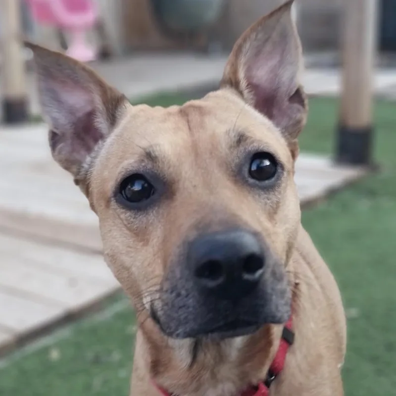 A young medium-sized female Golden German Pinscher dog named Tinkers for adoption in Pflugerville, TX
