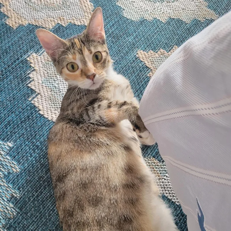 A young medium-sized female Buff / Tan / Fawn Domestic Short Hair cat named Dahlia for adoption in Englewood, FL