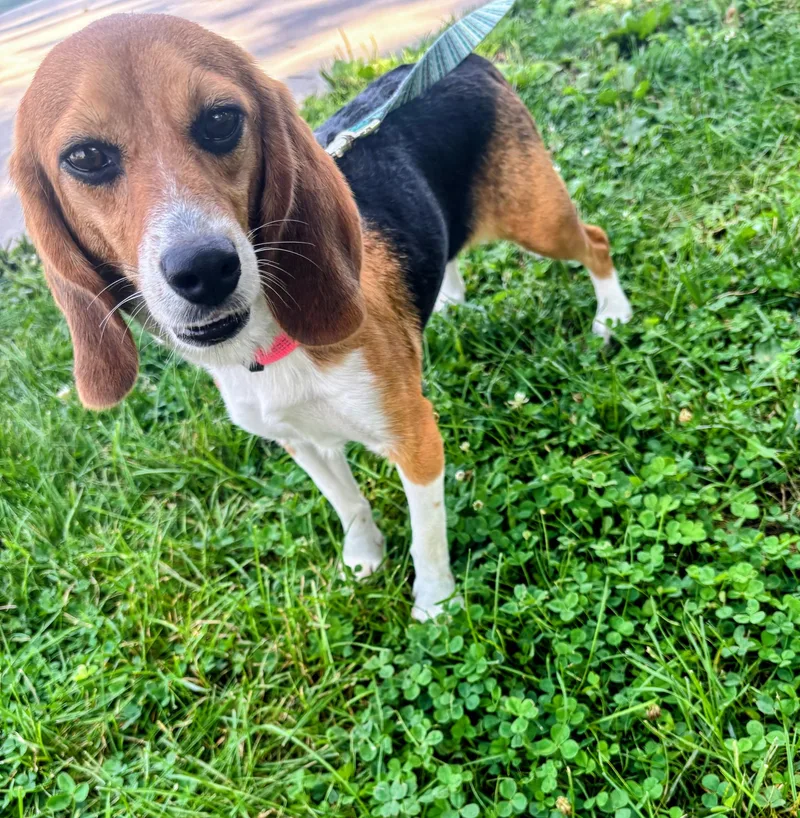 An adult small-sized female Beagle dog named Ella for adoption in Rockwell City, IA
