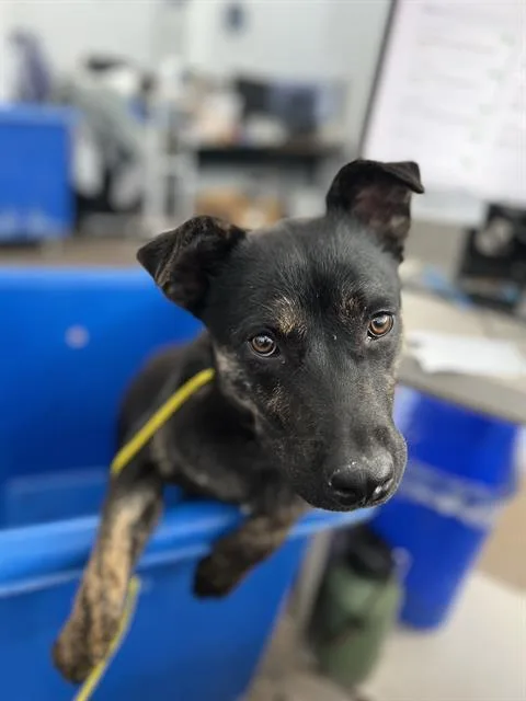 A young large-sized female Mixed Breed dog named Roxy for adoption in Dallas, TX