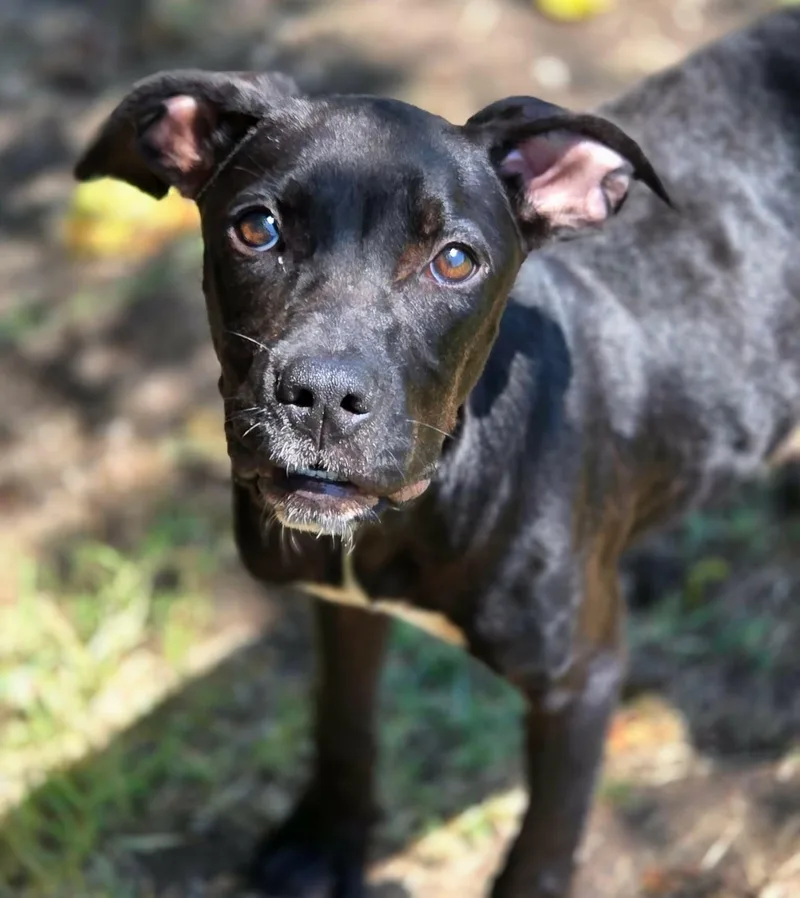 A young medium-sized female Hound dog named Bindi for adoption in Anniston, AL