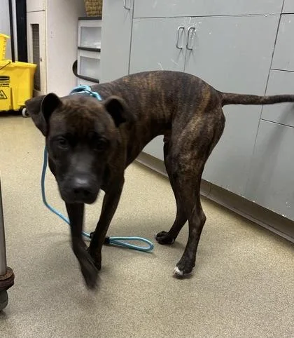 A young large-sized male Mixed Breed dog named Abu for adoption in Palm Coast, FL