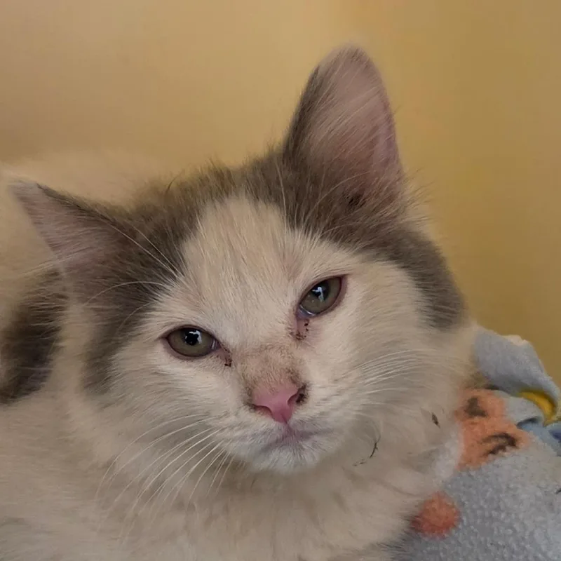 A baby small-sized female White Domestic Long Hair cat named Nellie for adoption in Zanesville, OH
