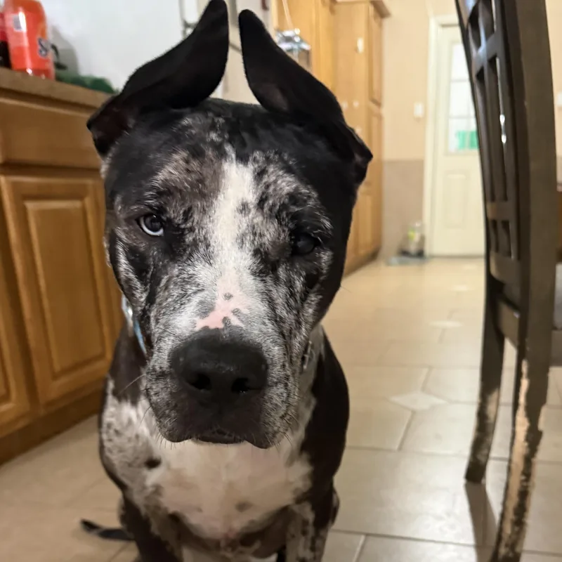 An adult large-sized male Merle (Blue) Mixed Breed dog named Tank for adoption in Cleveland, TX