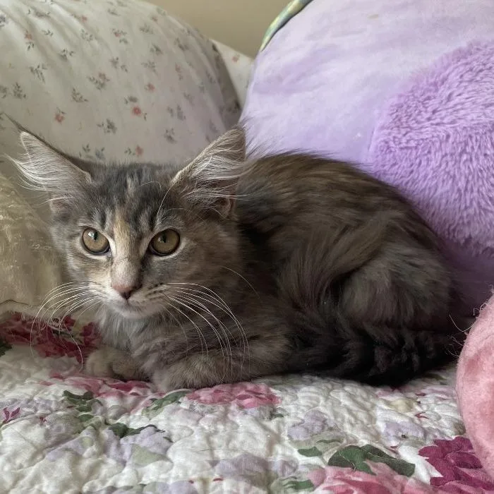 A baby small-sized female Torbie Domestic Medium Hair cat named Chai for adoption in Roswell, GA