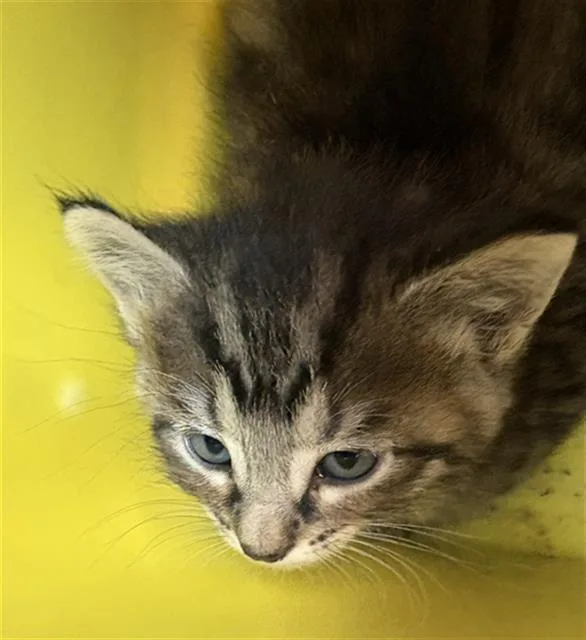 A baby small-sized female Domestic Short Hair cat named Edith for adoption in Fort Walton Beach, FL