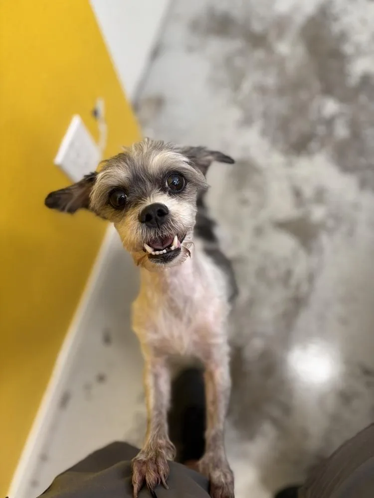 An adult small-sized female Shih Tzu dog named Cookie for adoption in Studio City, CA