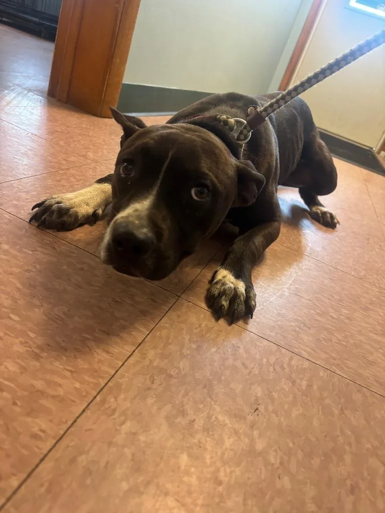 A young medium-sized male Pit Bull Terrier dog named Bodhi for adoption in Wabash, IN