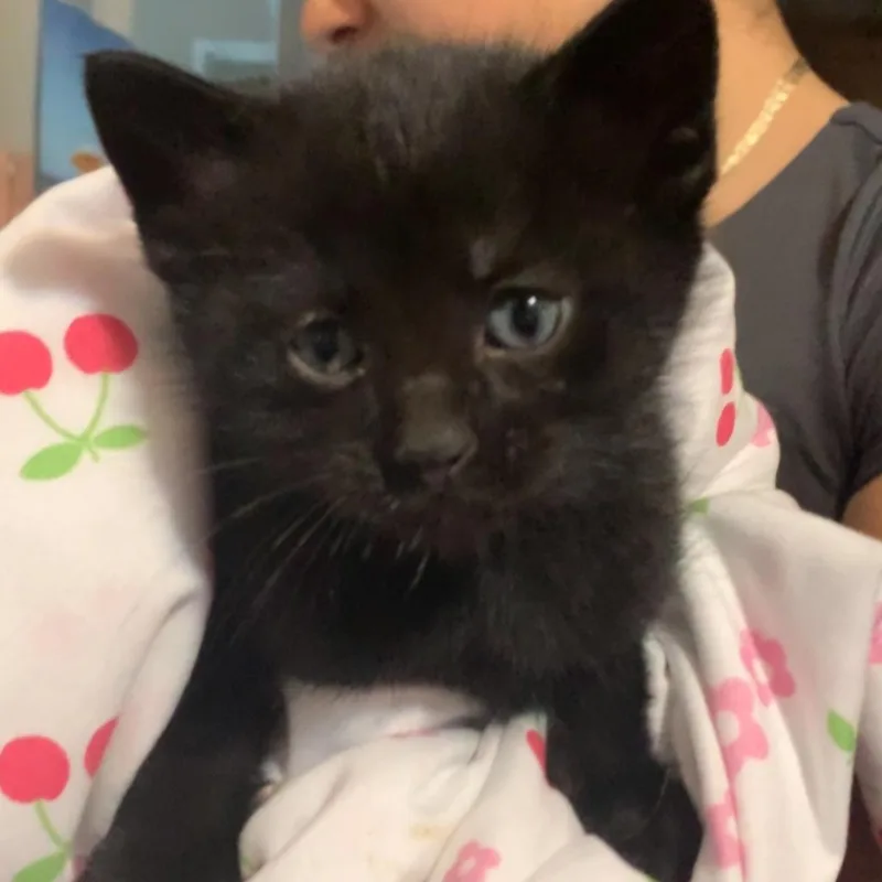 A baby small-sized male Black Domestic Short Hair cat named Rexx for adoption in Layton, UT