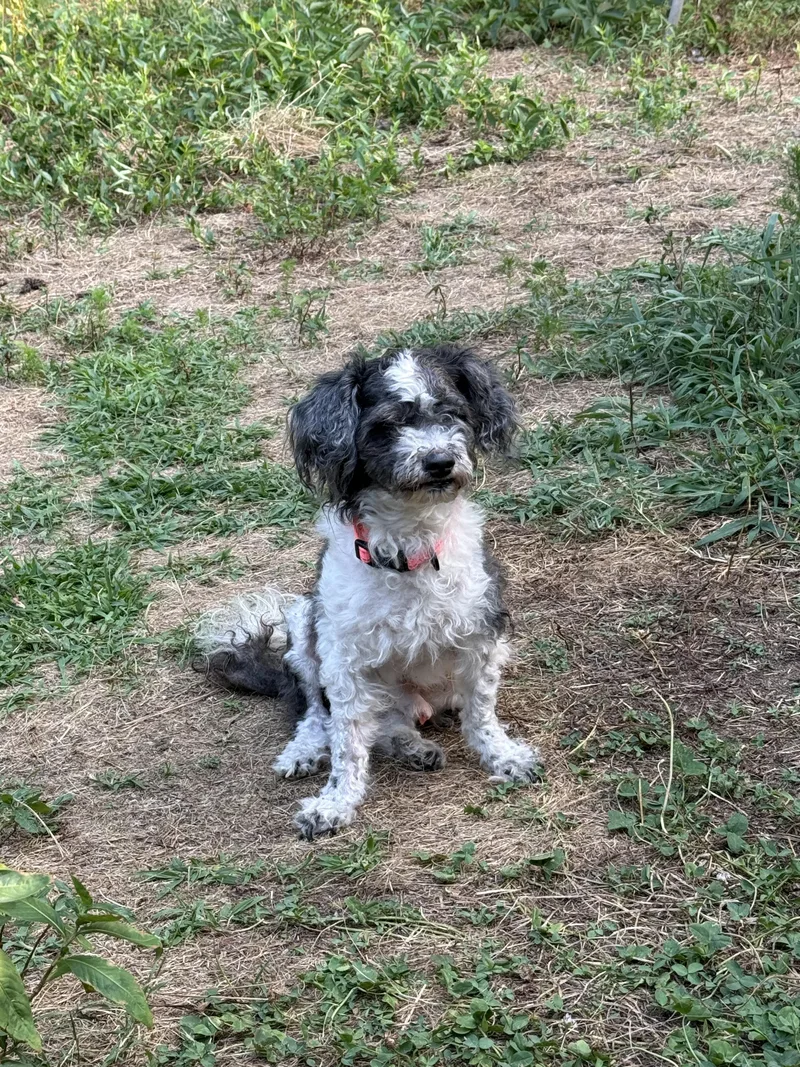 A senior small-sized male Miniature Poodle dog named Jimmy Buffett for adoption in Hillsborough, NC