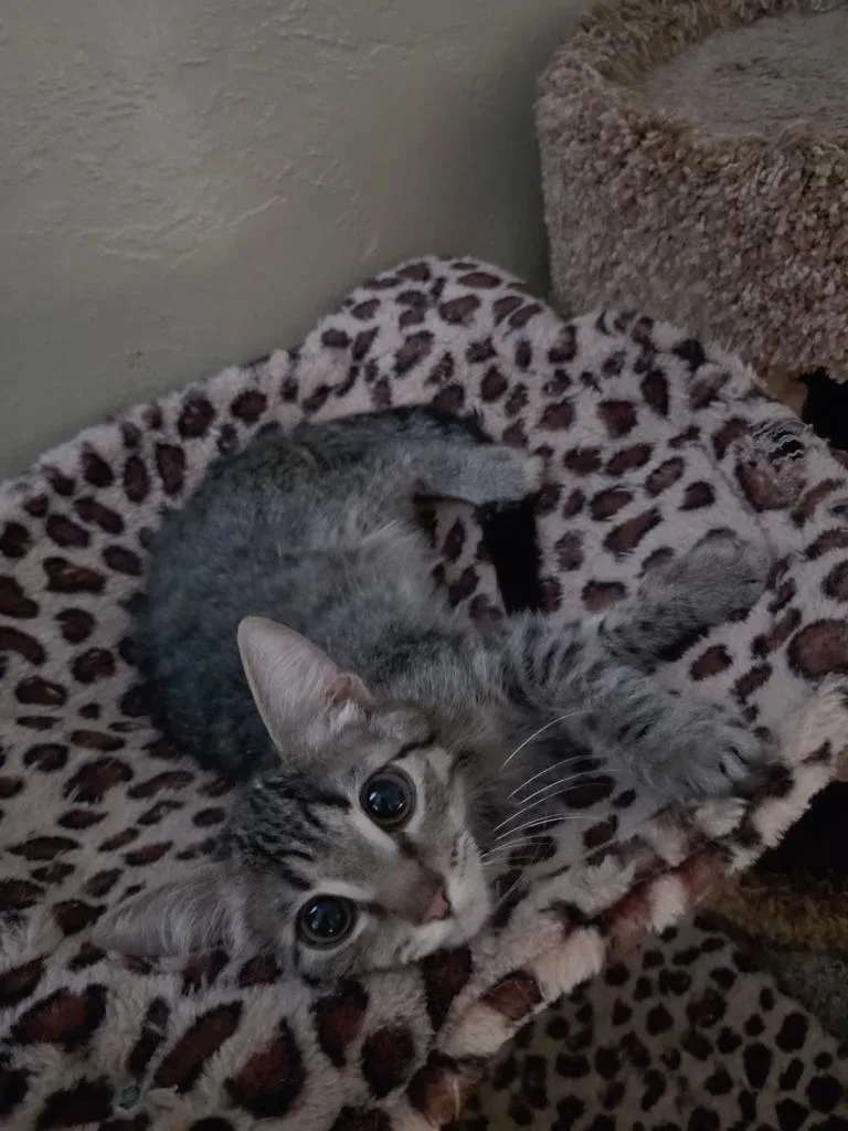 A baby medium-sized male Domestic Short Hair cat named Jetter for adoption in Pocatello, ID