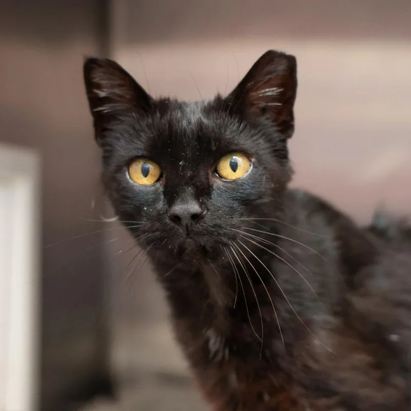 A senior medium-sized female Black Domestic Short Hair cat named Esme for adoption in Santa Barbara, CA