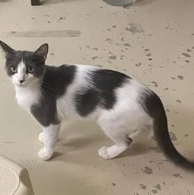 An adult medium-sized female Gray & White Domestic Short Hair cat named Flower for adoption in Rochester, MN