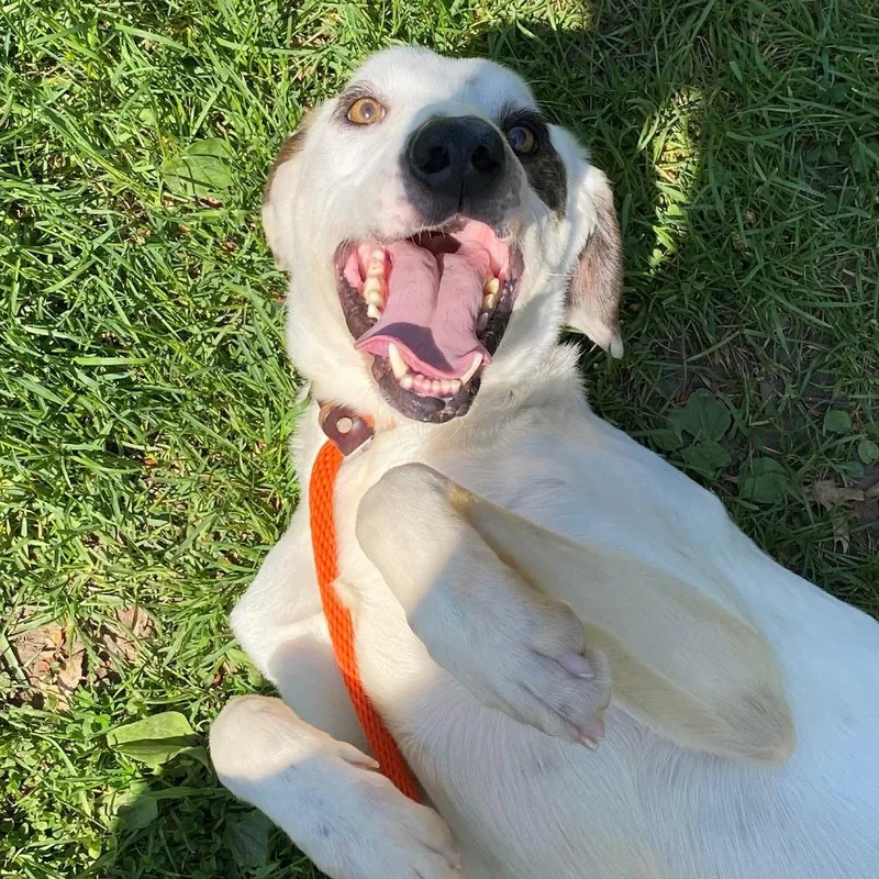An adult medium-sized male White / Cream Mixed Breed dog named Huxley for adoption in East Hanover, NJ