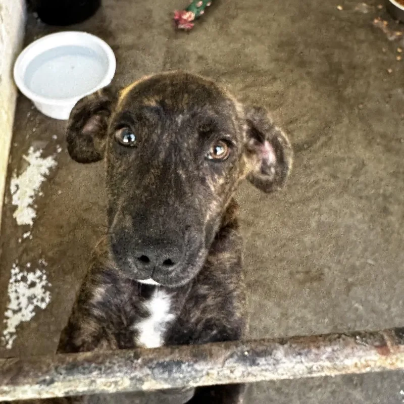 A baby small-sized female Hound dog named Addy for adoption in Evensville, TN