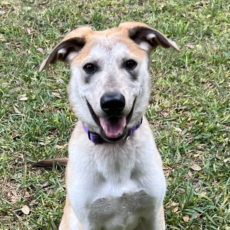 A baby medium-sized male Apricot / Beige German Shepherd Dog named Scout for adoption in Baytown, TX