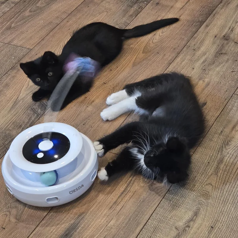 A baby medium-sized female Domestic Short Hair cat named Chumaroo for adoption in Lincoln, CA