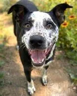 A young medium-sized male Australian Cattle Dog / Blue Heeler dog named Oreo for adoption in Denton, TX