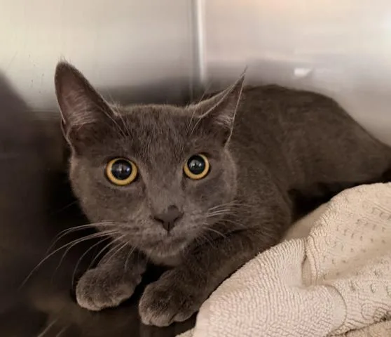A young medium-sized female Domestic Short Hair cat named Stormy for adoption in San Pedro, CA
