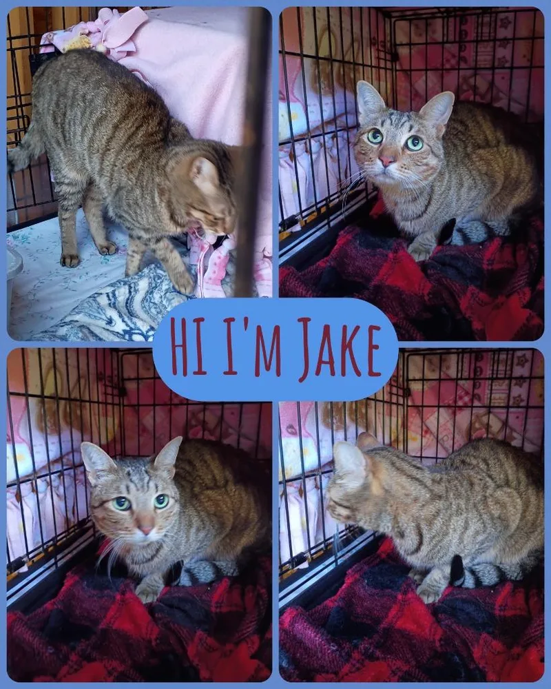 A young small-sized male Domestic Short Hair cat named Jake for adoption in LIberty, NY