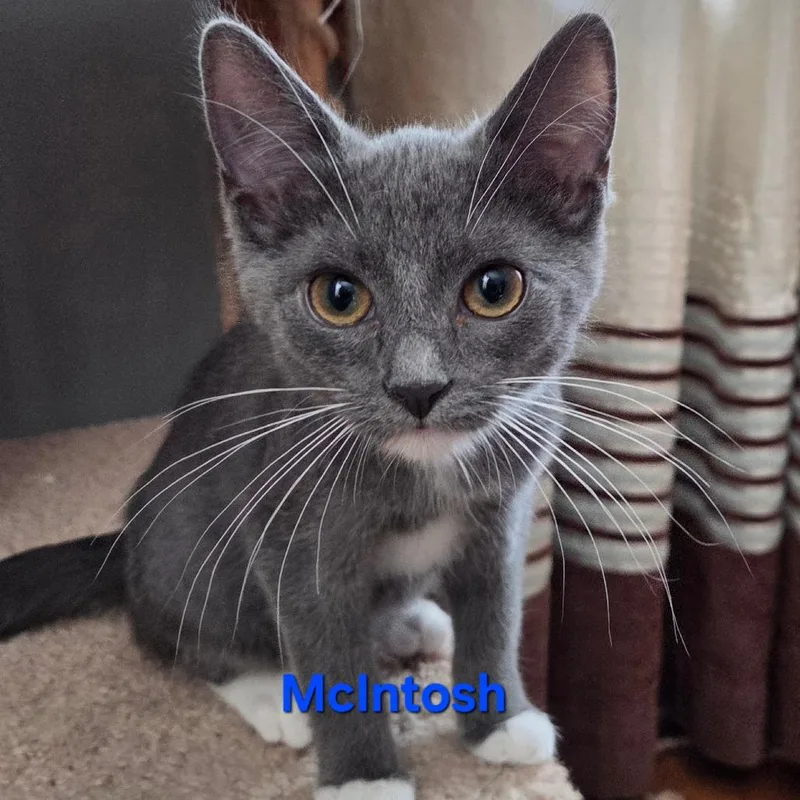 A baby small-sized male Gray / Blue / Silver Domestic Short Hair cat named McIntosh for adoption in Hamburg, NY