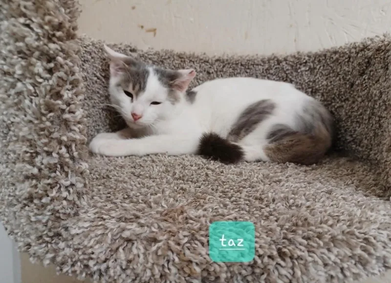 A baby medium-sized male Buff & White Domestic Short Hair cat named Taz for adoption in Walworth, WI