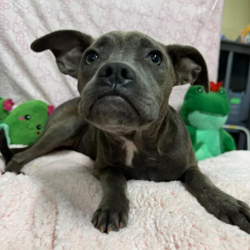 A young medium-sized female Brindle Mixed Breed dog named Cove for adoption in Monroeville, AL