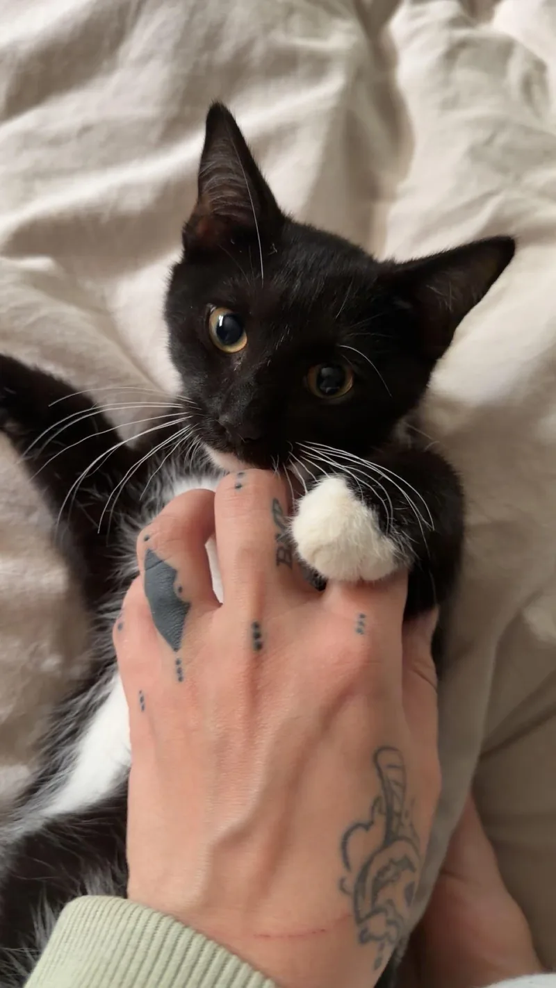 A baby medium-sized male Black & White / Tuxedo American Shorthair cat named Blue for adoption in Massillon, OH