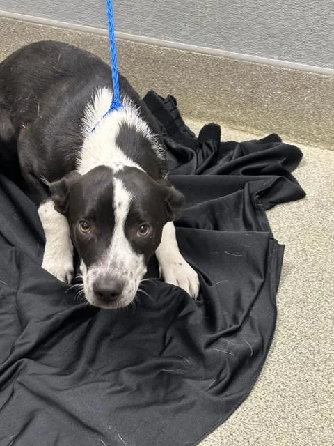 A young small-sized male Australian Kelpie dog named Candy Apple for adoption in Las Vegas, NV