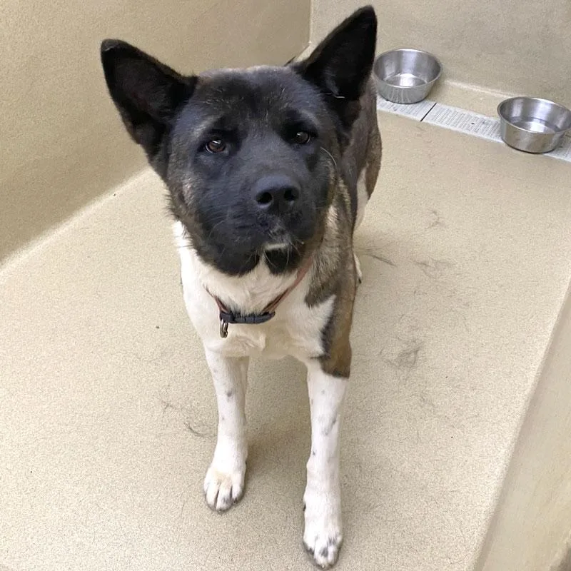 An adult large-sized female Black Akita dog named Yuki for adoption in Monroe, GA