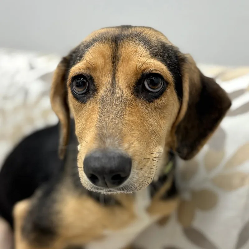 A baby medium-sized female Tricolor (Brown, Black, & White) Beagle dog named Ruby for adoption in Monticello, IA