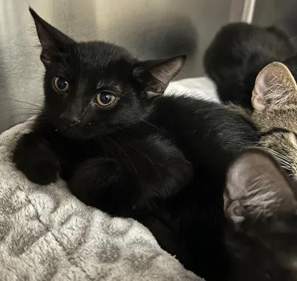 A young small-sized male Domestic Short Hair cat named Cletis for adoption in Phoenix, AZ