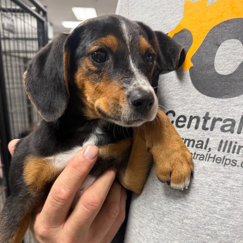 A baby medium-sized female Black Beagle dog named June for adoption in Normal, IL