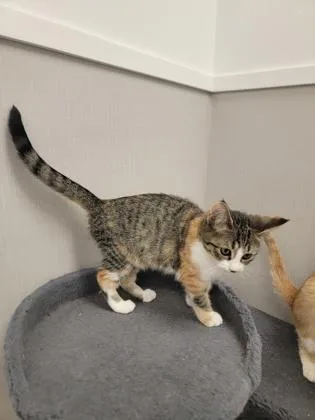 A baby small-sized female Domestic Short Hair cat named El Paso for adoption in Fergus Falls, MN