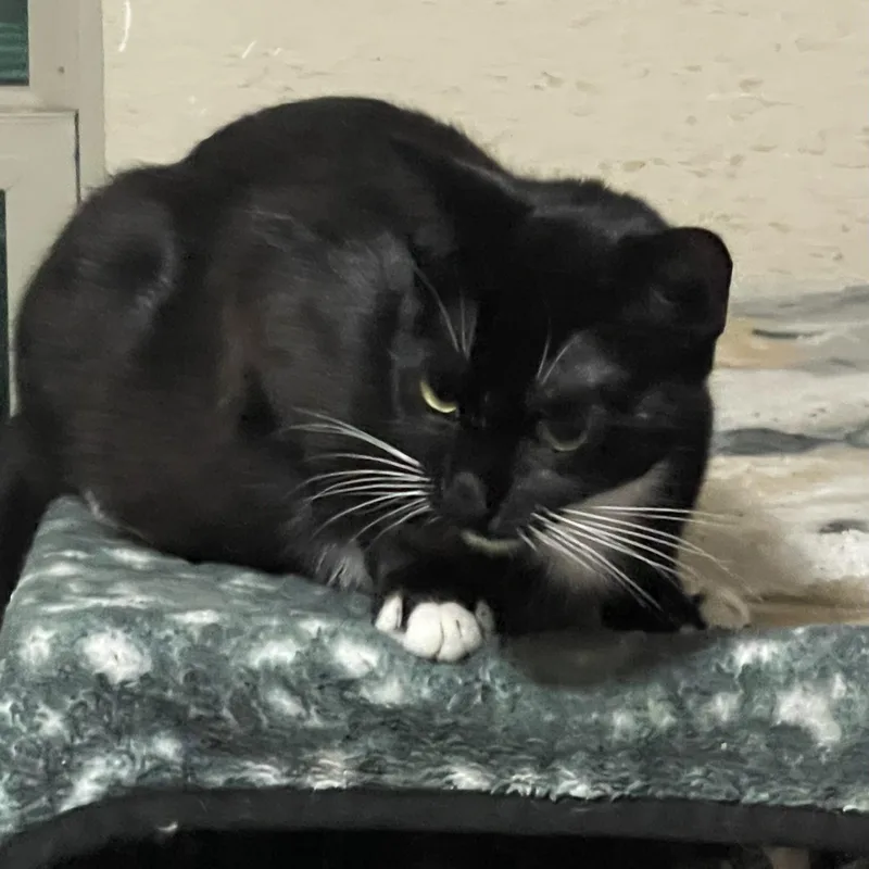 A young small-sized female Black & White / Tuxedo Domestic Short Hair cat named Betty Boop for adoption in Liverpool, TX