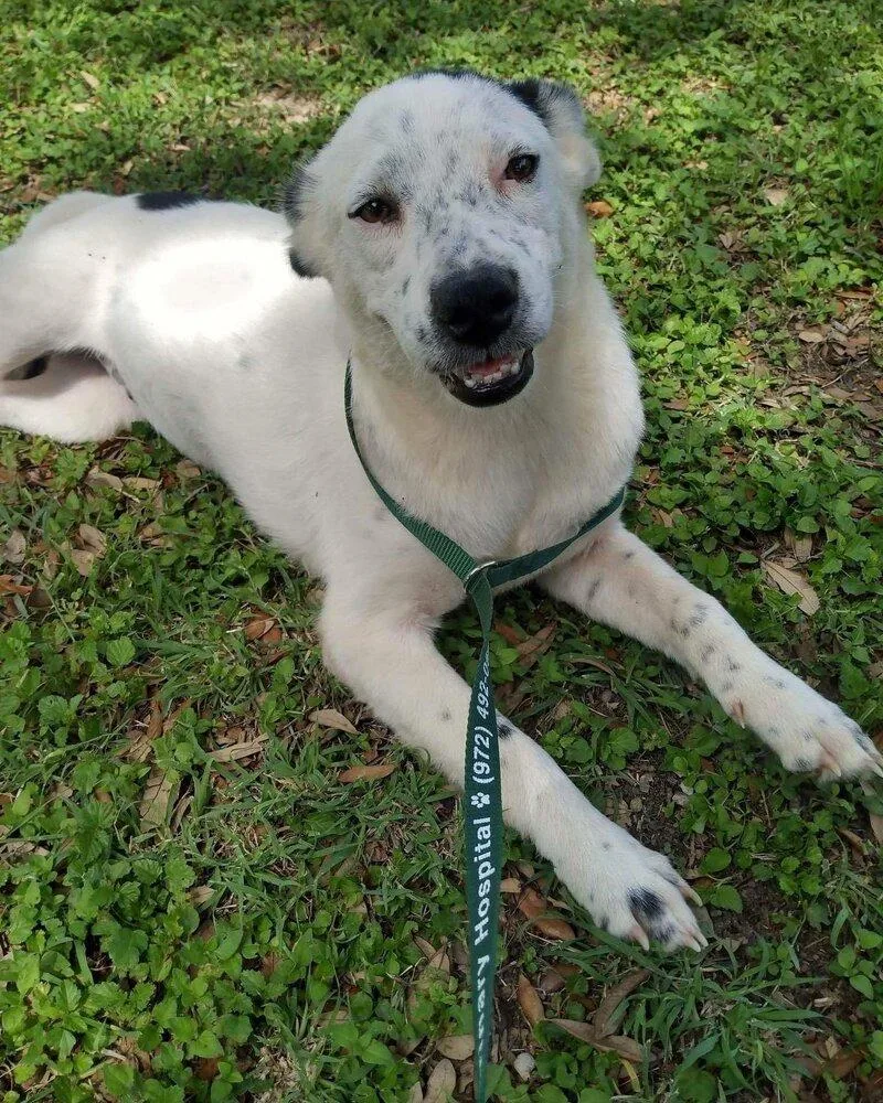 An adult medium-sized female Catahoula Leopard Dog dog named Alexis for adoption in New York, NY