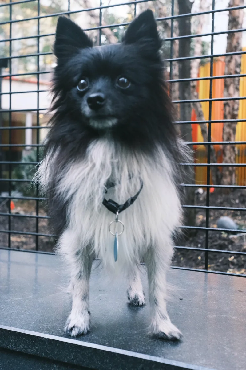 A senior small-sized male Pomeranian dog named Oreo for adoption in Brooklyn, NY