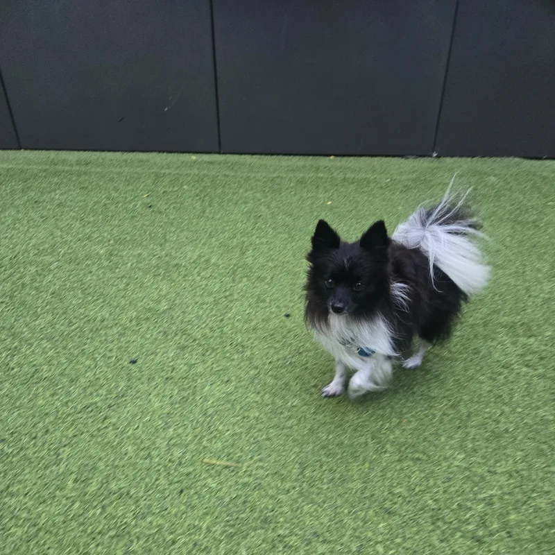 Oreo thumbnail 4