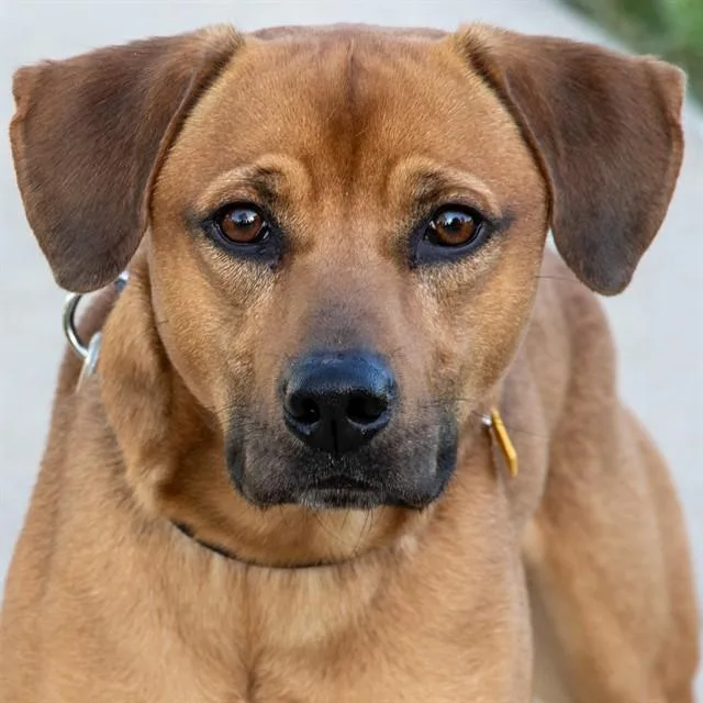 A young large-sized male Black Mouth Cur dog named Bobby for adoption in St. Louis, MO