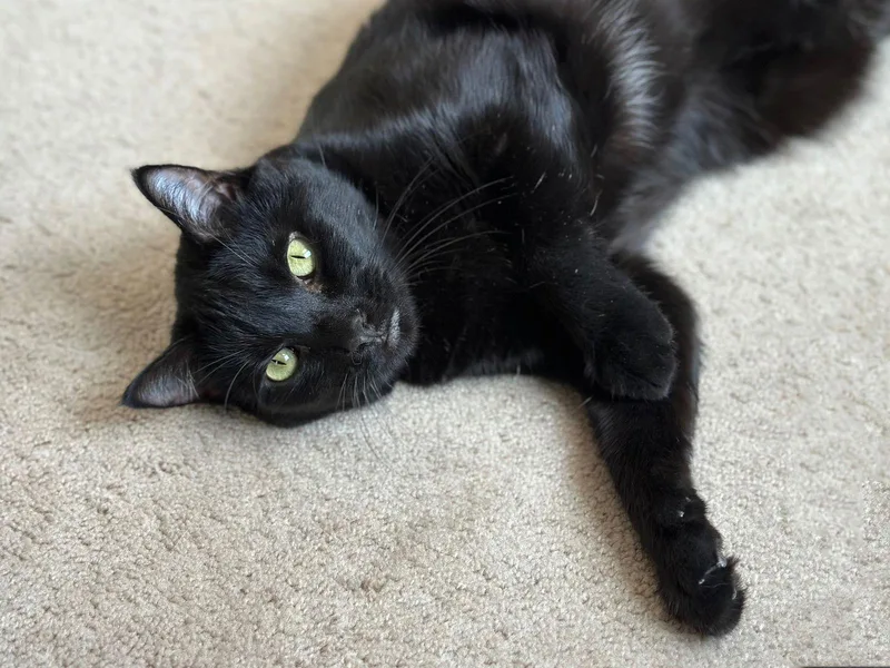 An adult large-sized female Black Domestic Short Hair cat named Teenie for adoption in Fenton, MO